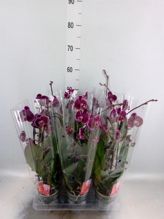 <h4>Phalaenopsis 'Elegant Cascade'</h4>