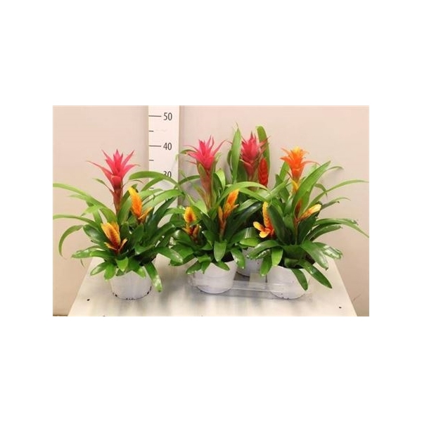 <h4>Arr Bromelia Deco Ceramic</h4>