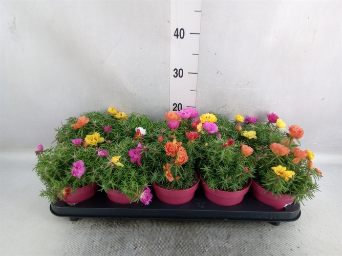 Portulaca grand. 'Happy Hour'  .mix