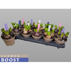 HYACIN PEAR GEM 4 KL