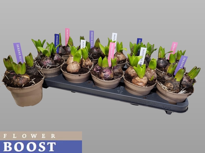 <h4>HYACIN PEAR GEM 4 KL</h4>