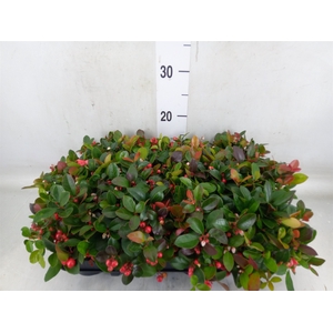 Gaultheria proc.