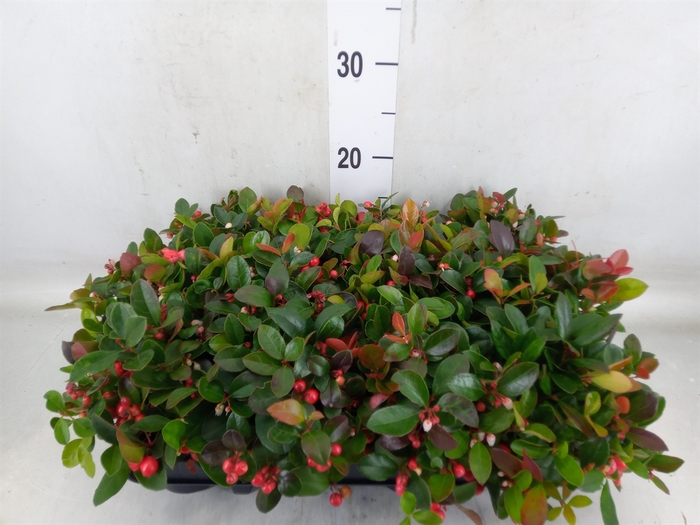 <h4>Gaultheria proc.</h4>