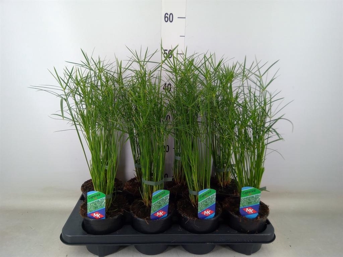 <h4>Cyperus  'Jela'</h4>