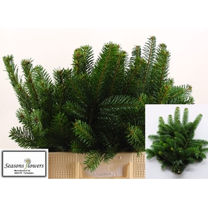 ABIES NORDMANN BS