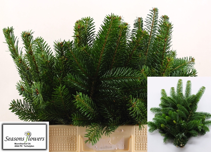 <h4>ABIES NORDMANN BS</h4>