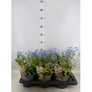 Brunnera macrophylla   ...