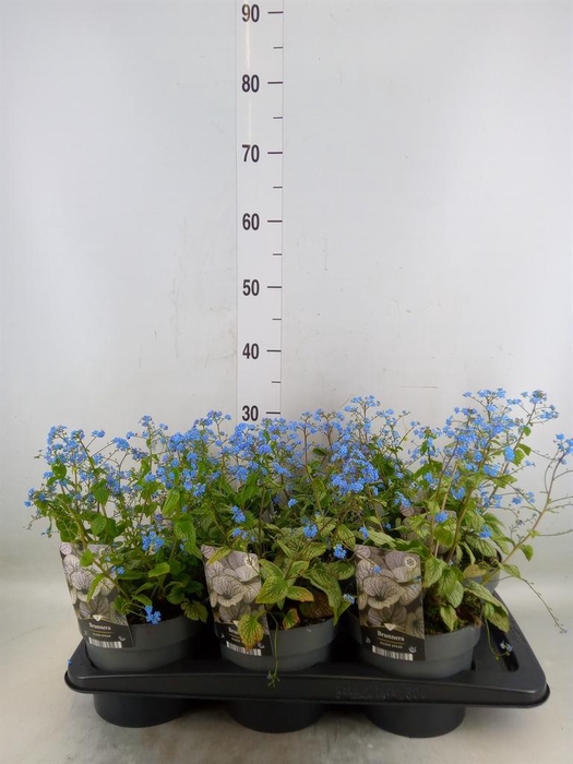 <h4>Brunnera macrophylla   ...</h4>