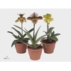 Paphiopedilum american hybride mix