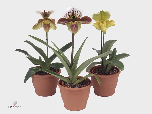 Paphiopedilum american hybride mix