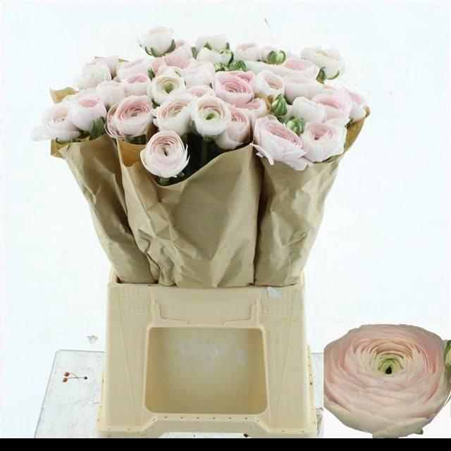 <h4>RAN SU HANOI</h4>