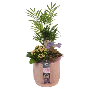 PTIB6334 Arrangementen kamerplanten