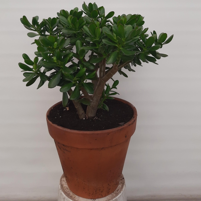 <h4>Crassula ovata</h4>