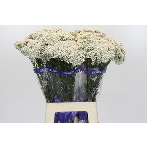 OZOTH COOKS SNOW WHI