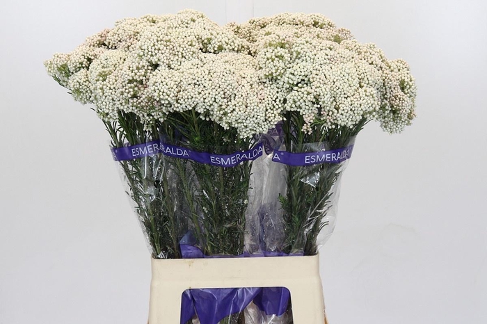 <h4>OZOTH COOKS SNOW WHI</h4>