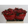 Hypericum True Romance
