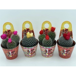 Cactus gemengd