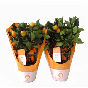 Citrus Calamondin rack/trellis carry-bag