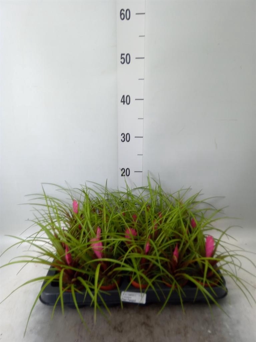 <h4>Tillandsia cyanea</h4>
