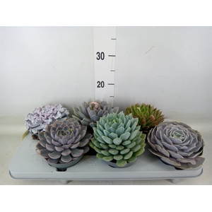 Echeveria   ...mix