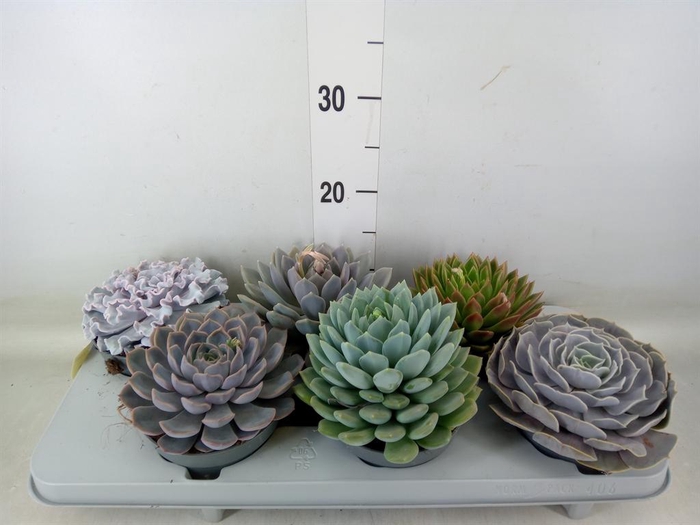 <h4>Echeveria   ...mix</h4>