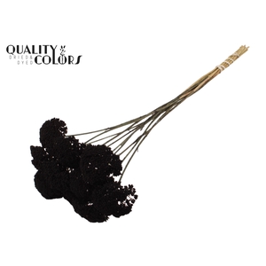 Achillea small per stem Black