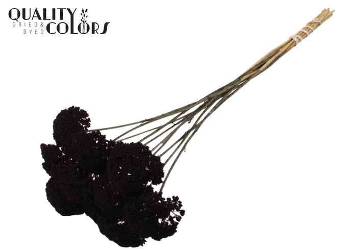 Achillea 2-4cm per stem Black