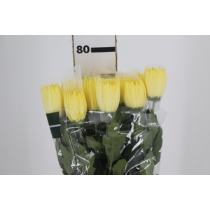 ANASTASIA SUNNY 080 CM AMARELO