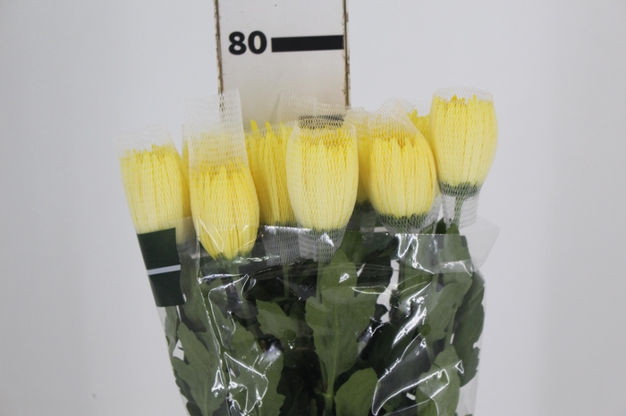 <h4>ANASTASIA SUNNY 080 CM AMARELO</h4>