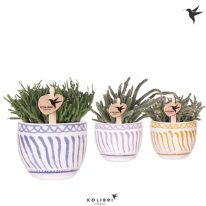 Kolibri Greens Rhipsalis mix in Granada pot mix