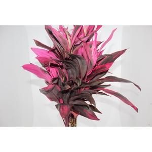 FOLHAGEM DRACENA PINK
