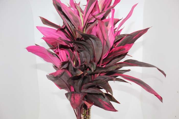 <h4>FOLHAGEM DRACENA PINK</h4>