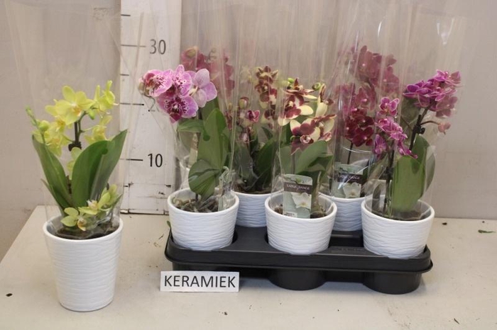 <h4>ARR PHAL 1 TAK</h4>