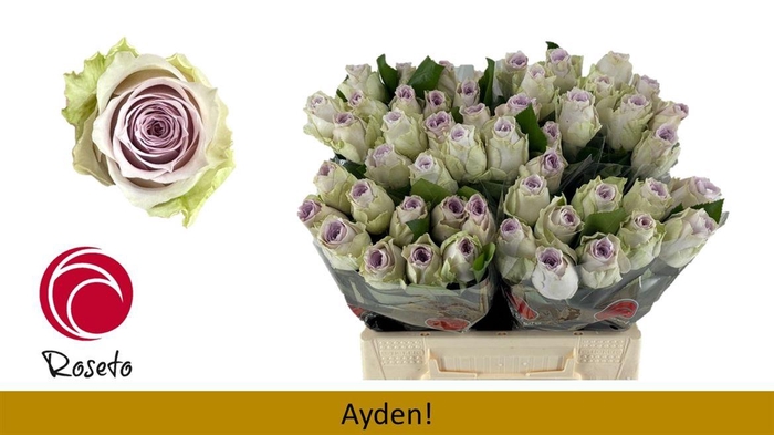 <h4>R Gr Ayden!</h4>