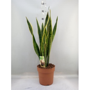 Sansevieria trifa. 'Laurentii'