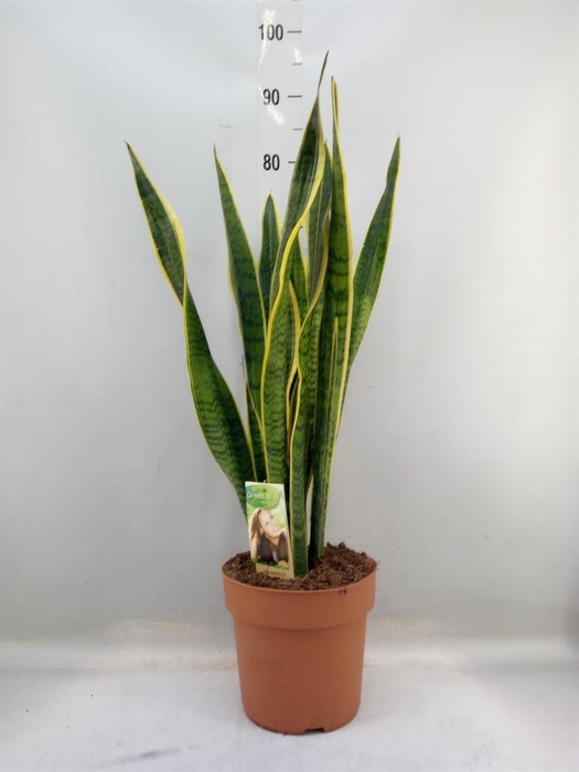 <h4>Sansevieria trifa. 'Laurentii'</h4>