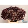 Hydrangea mag ruby red classic purple