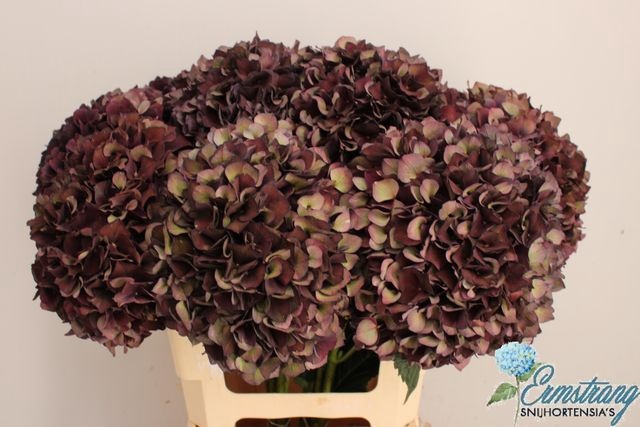 Hydrangea mag ruby red classic purple