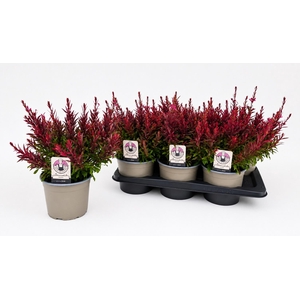 GAUR LI GAUDI RED
