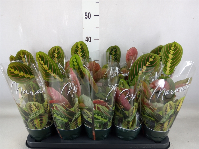 <h4>Maranta leuc. 'Fascinator'</h4>