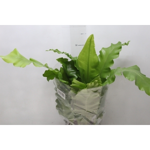 ASPLENIUM VARIADO P17