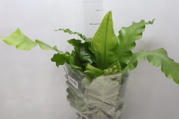 <h4>ASPLENIUM VARIADO P17</h4>