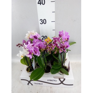Phalaenopsis   ...mini