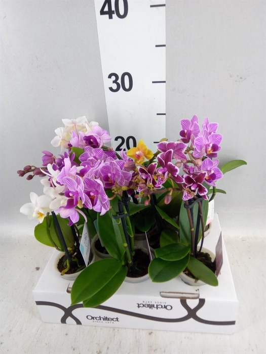 <h4>Phalaenopsis   ...mini</h4>