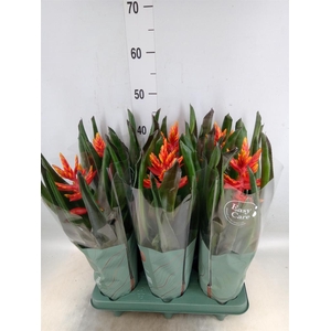 Aechmea  'Pepita Elegant Flames'