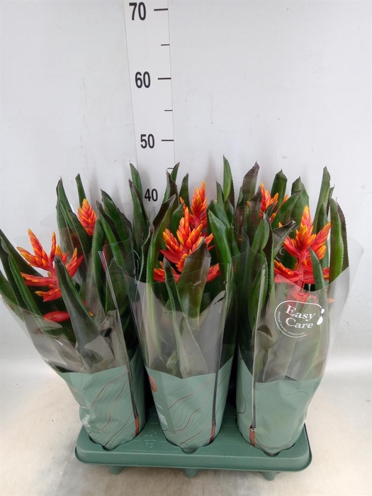 <h4>Aechmea  'Pepita Elegant Flames'</h4>
