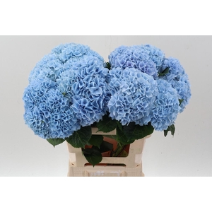 Hydr M Mag Pi Floy B