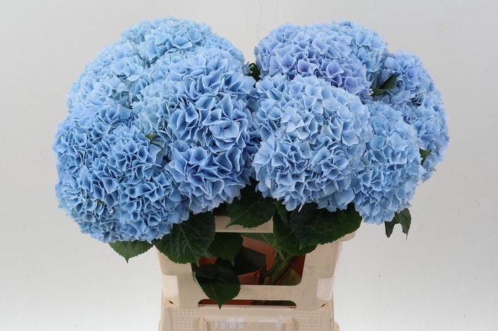 <h4>Hydr M Mag Pi Floy B</h4>