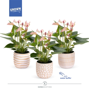 Anthurium - Karma Hotlips| Sierpot sundance | Veenvrij