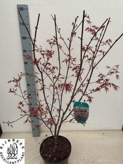 <h4>ACER PA BLOODGOOD</h4>